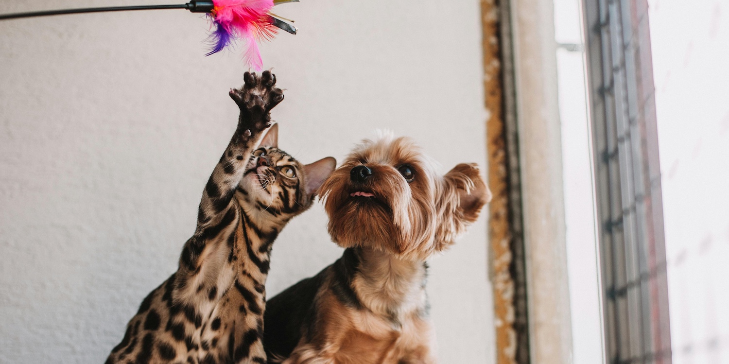 Pets management